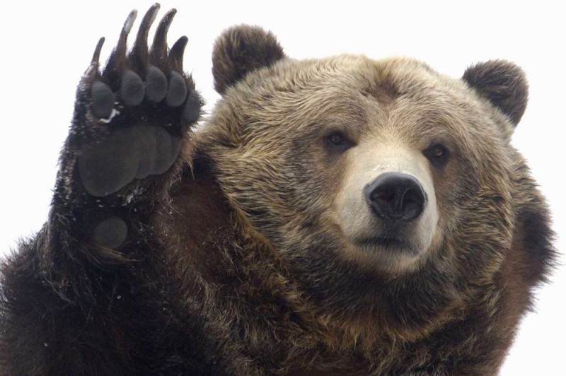 Создать мем: бурый медведь, медведь, медведь гризли
