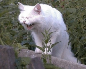 Create meme: Koshak, let me wonder herb pictures, let me go miracle herb cat