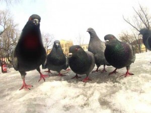 Create meme: funny meme pigeon, pigeons hachi, dove
