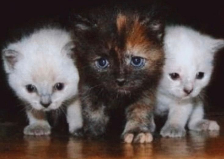 Create meme: cat , funny kittens, cat kitten