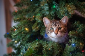 Создать мем: кот и новогодняя елка, новогодняя елка, елка новый год
