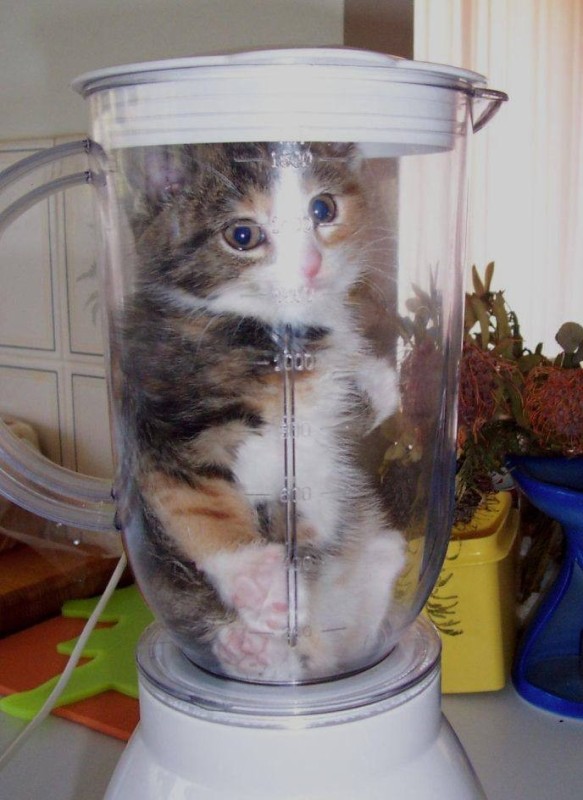 Create meme: the cat in the blender, the cat in the Bank , kitten in a blender