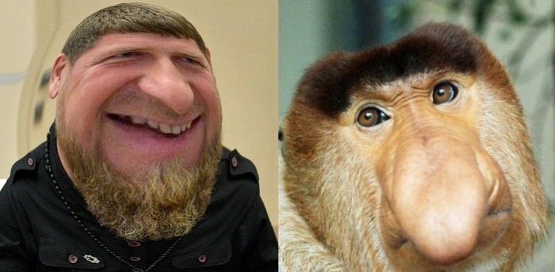 Создать мем: макака носач, обезьяна носач, обезьяна с носом