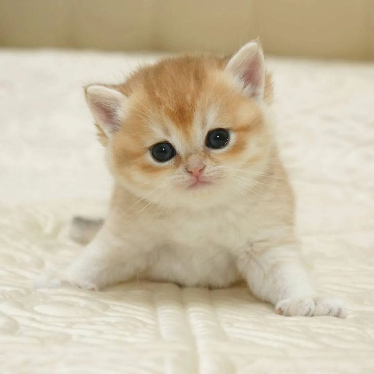 Создать мем: кошечка, очаровательные котята, британская золотая шиншилла
