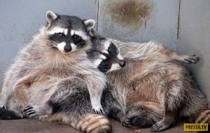 Create meme: enotik, raccoon gargle, pictures of raccoons