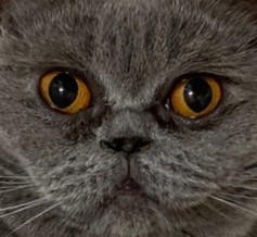 Create meme: cat, cat, British Shorthair