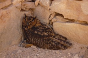 Создать мем: eagle owl, письмо из хогвартса, хогвартс