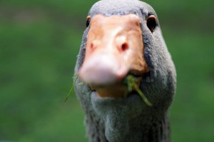 Create meme: surprised Gus, goose beak, goose bird