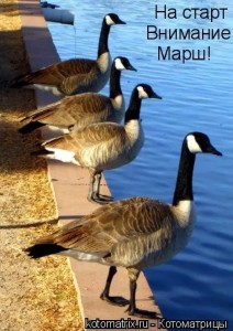 Create meme: canadian goose hunting USA, paps goose, canadian goose