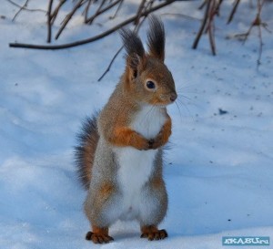 Create meme: squirrel in winter