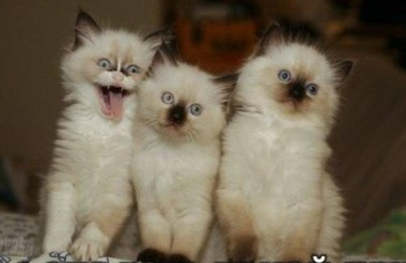 Создать мем: смешные коты, очаровательные котята, котята разных пород