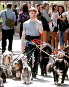 Create meme: dog, Daniel Radcliffe walks dogs, Daniel Radcliffe with dogs