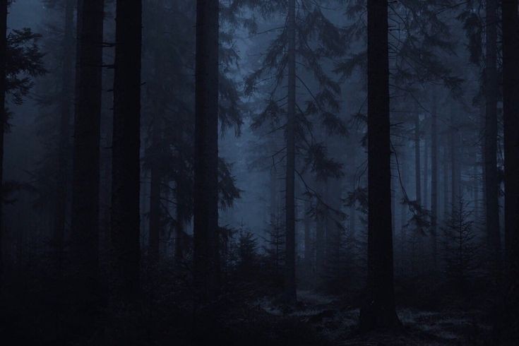 Создать мем: ночь лес, dark forest - dark forest (2009), лес туманный