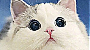 Создать мем: самые смешные котики, кот с милыми глазками, милый белый котик
