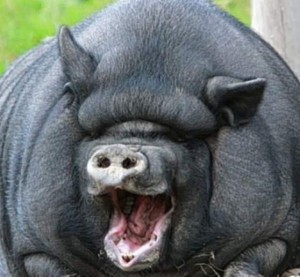 Create meme: Vietnamese pot-bellied pig, a huge pig