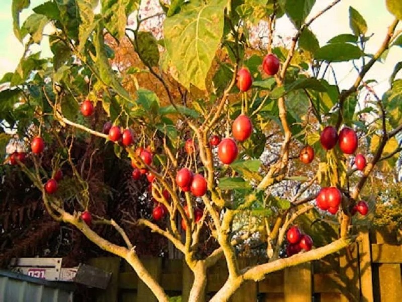 Create meme: tamarillo tomato tree, Tamarillo, tomato tree