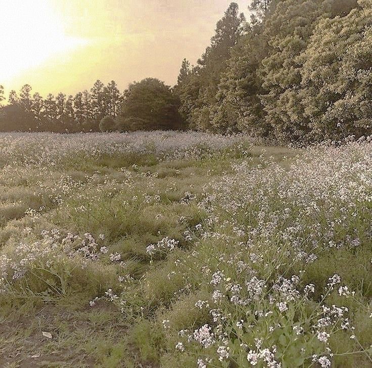 Create meme: aesthetics of nature summer, a field of daisies in the village, landscape of the meadow