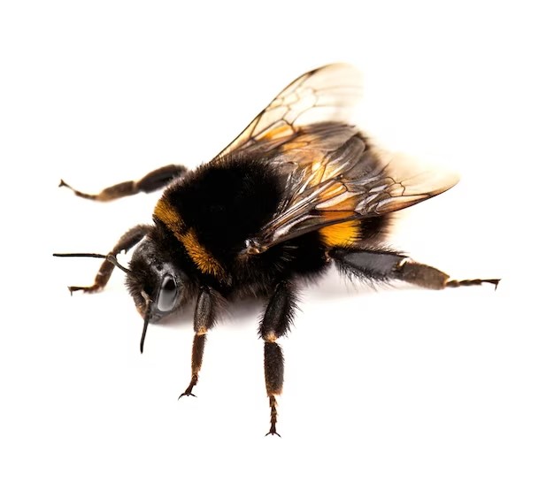 Создать мем: шмель пчела, шмель на прозрачном фоне, bombus terrestris