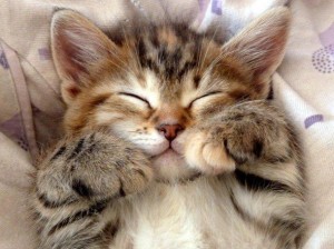 Создать мем: милые котята, спокойной ночи котик, милые коты