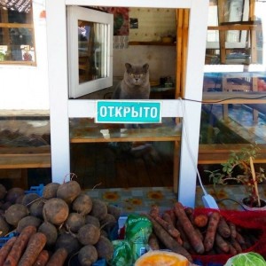 Create meme: open the joke, products in the Crimea on the market video