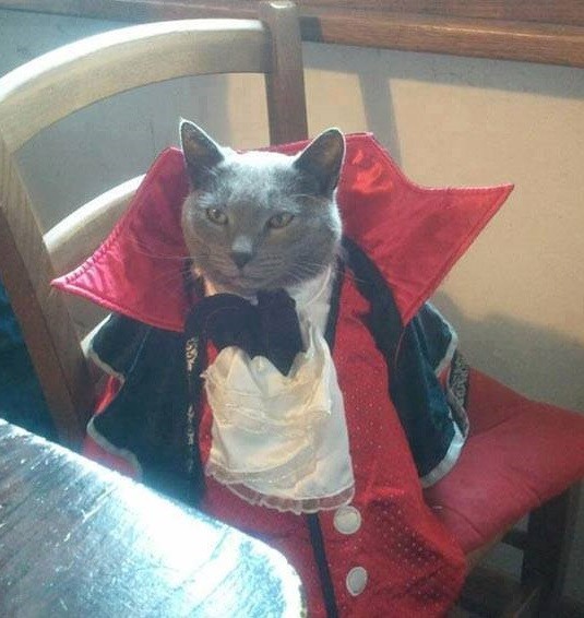 Create meme: Dracula costume for a cat, cat , The cat in the raincoat