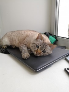 Создать мем: кот у компа, кот, кошка и ноутбук