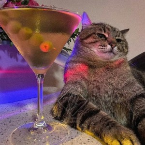 Создать мем: кот степан с вином, кот с бокалом, кот