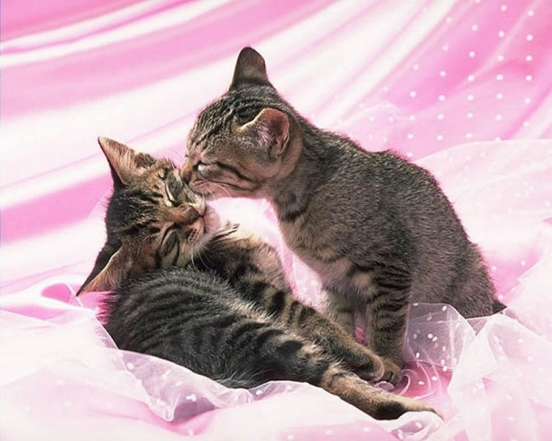 Create meme: the cat kisses, sweet dreams beloved cats, I kiss you good night