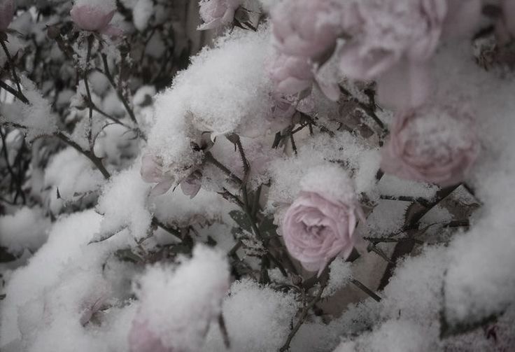 Create meme: snow flowers, flowers in winter, white roses in winter