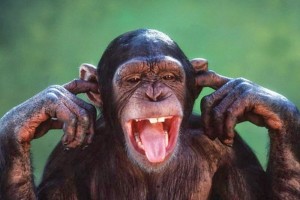 Create meme: monkey Hamming, the monkey seems language, funny monkey