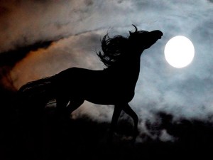 Создать мем: бегущая лошадь, лошадь на закате, лошадь на фоне заката