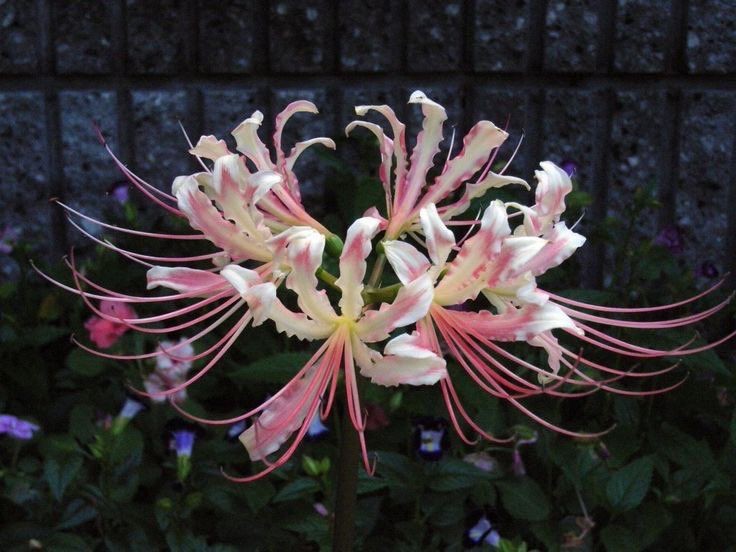 Создать мем: spider lily, ликорис паучья лилия, ликорис лучистый