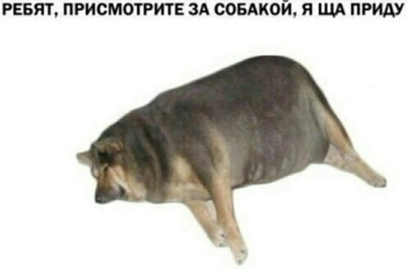 Create meme: fat dog, thick dog, fat dog 