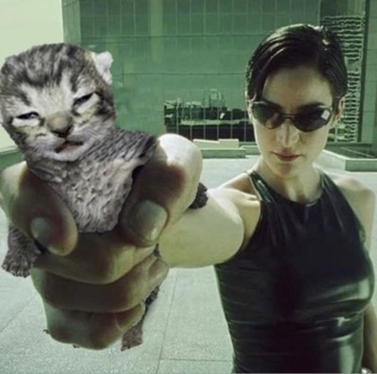 Create meme: neo , funny cats , Trinity from the matrix