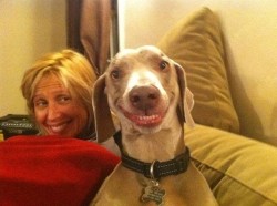 Создать мем: собака смешная, очень очень смешные животные, смешные фотографии