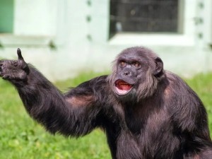 Создать мем: шимпанзе бонобо, шимпанзе смеется, обезьяна шимпанзе