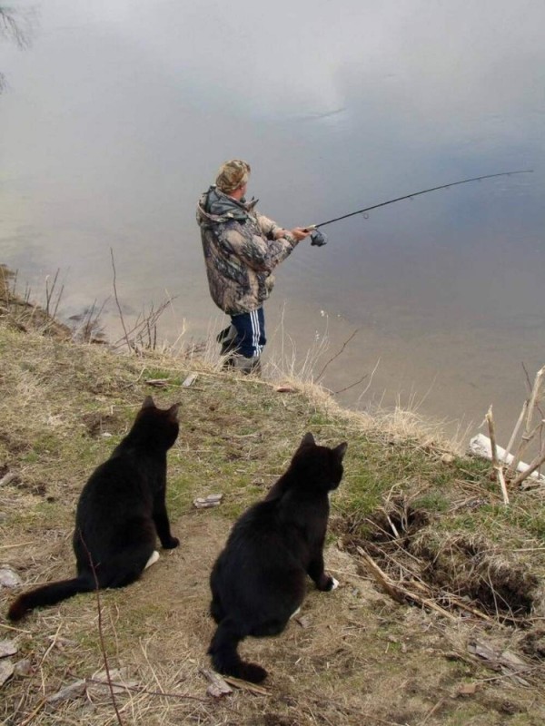 Создать мем: ловить рыбу, кот ловит рыбу, кот на рыбалке