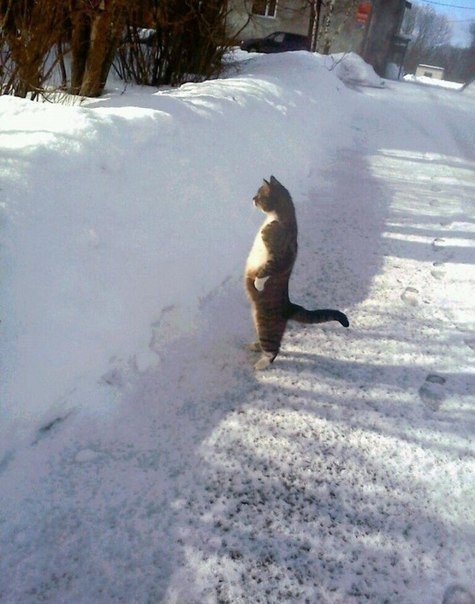 Create meme: cat , where is spring, we are waiting for spring