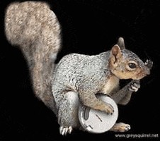 Create meme: cute squirrel, proteins animals, protein