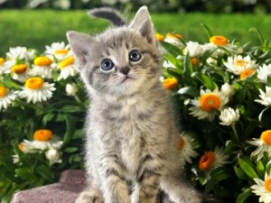 Создать мем: маленькие котята, котятки, котенок с цветами