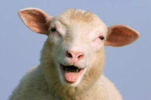 Создать мем: баран, привет овца, овца смешная