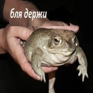 Create meme: keep your frog, meme keep the toad, hold the toad