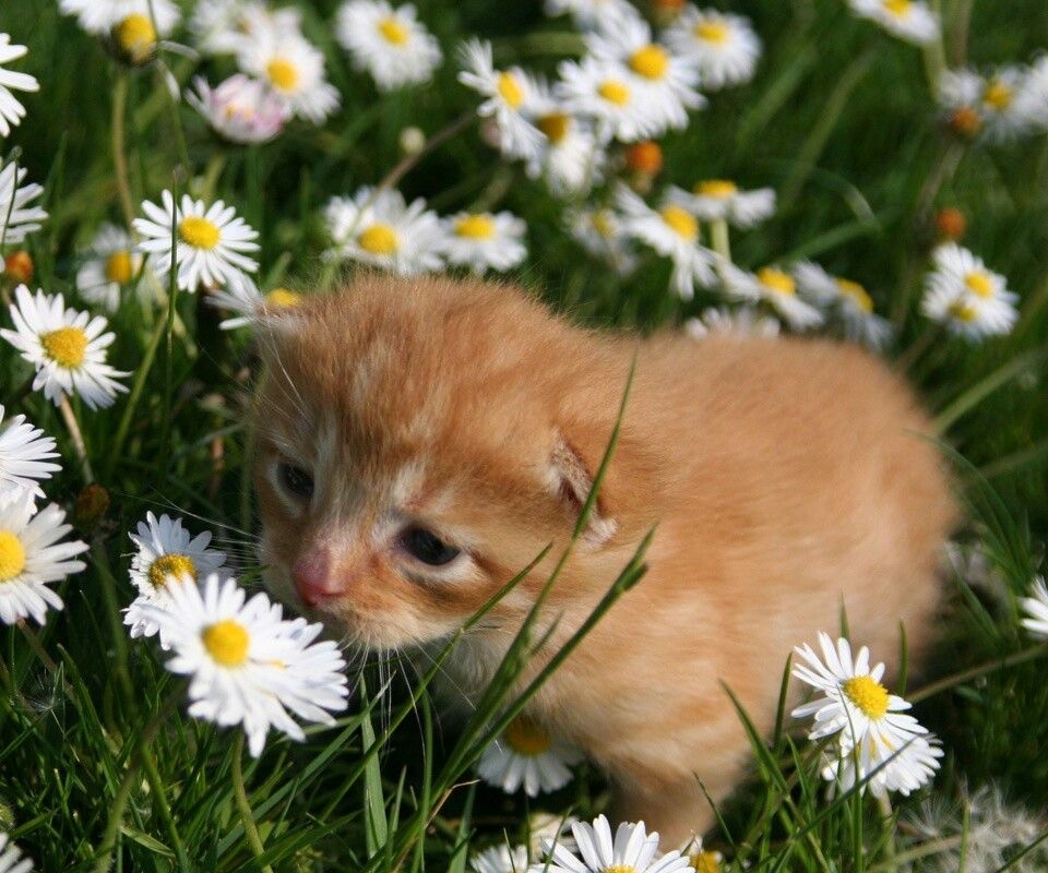 Create meme: a red cat in daisies, The cat in daisies, cat with chamomile