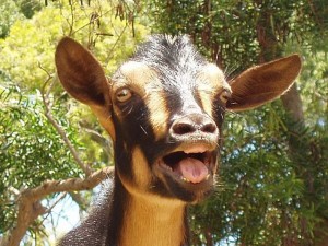 Create meme: the goat, Oleg goat funny, goat