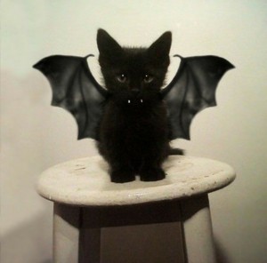 Create meme: black cat, black kitten