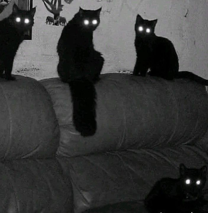 Create meme: black cat , black cat, black cat 