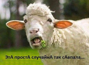 Создать мем: funny sheep, веселый баран, овца смешная