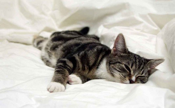 Создать мем: кошка потягивается в кровати, кошка на матрасе, котенок на кровати