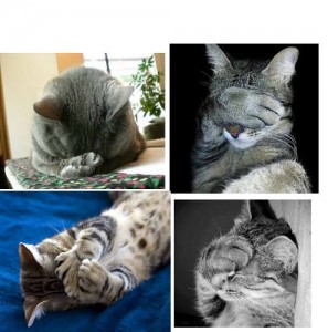 Create meme: guilty kitty, facepalm cat, rukalitso cat