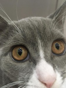 Create meme: cat muzzle, cat eyes, grey cat